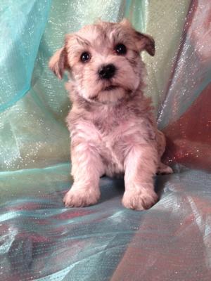 Female Schnoodle Puppy for sale #15 Born December 5th 2013 $950 Ready February 5th 2014  Professional Schnoodle Breeder